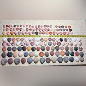 150 - Sanibel Island Scallop Seashell Collection.  Great for crafters!!